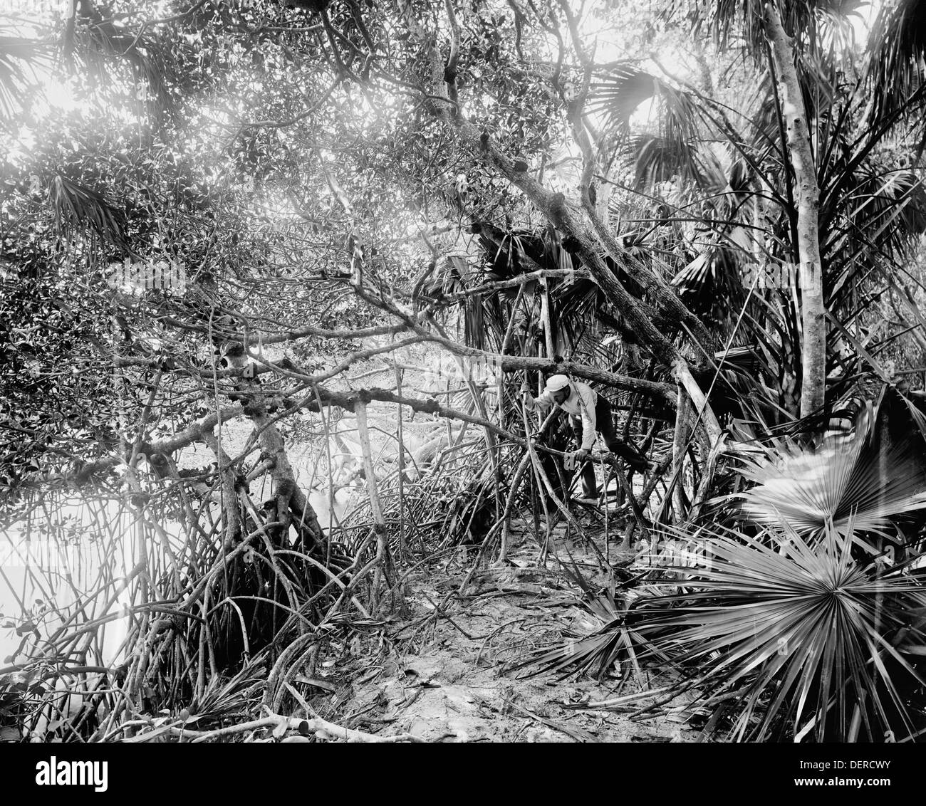 1880s florida Black and White Stock Photos & Images - Alamy