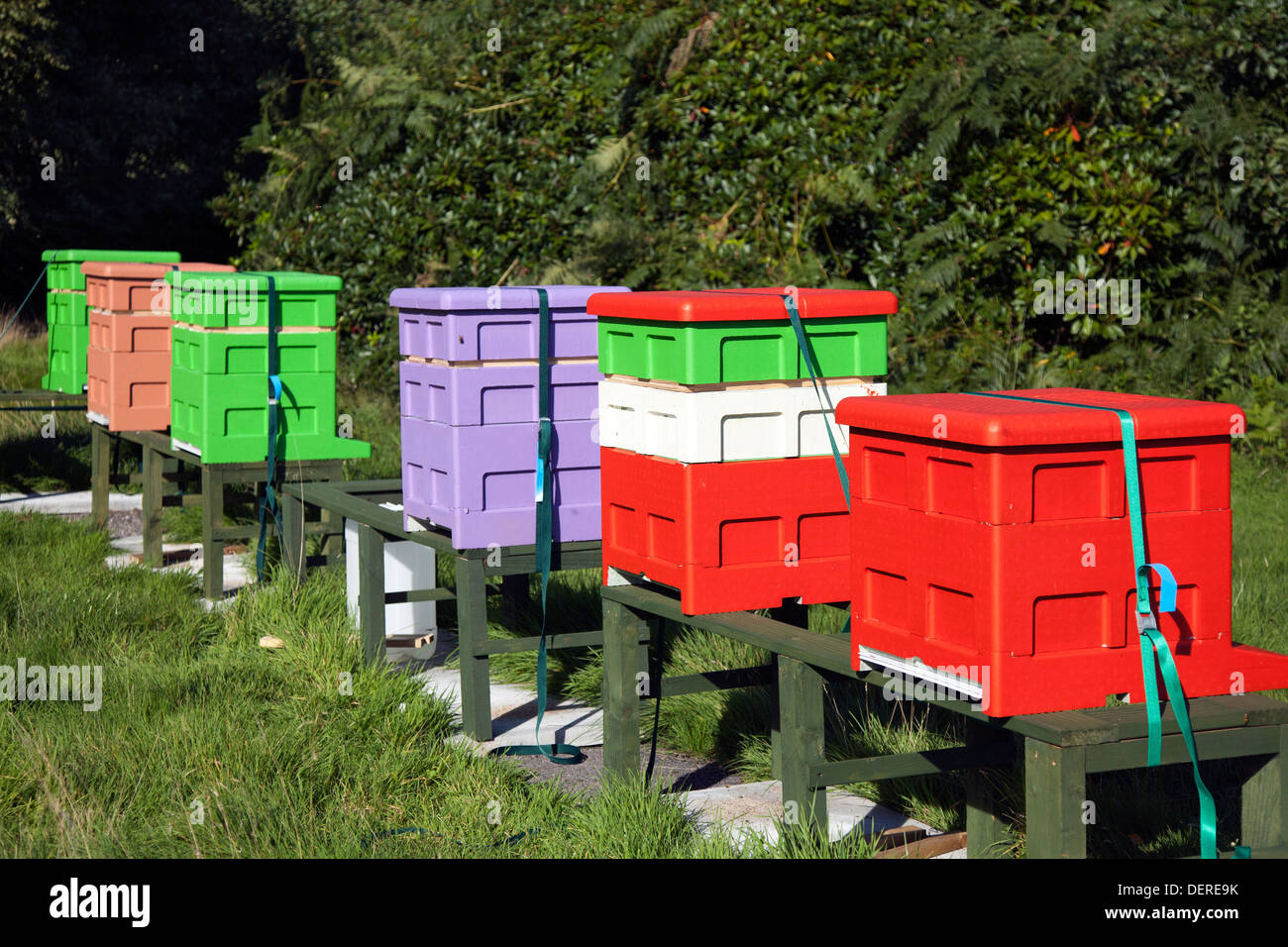 Colourful beehives Langstroth sizes arranged in L shape.  Beekeeping yard & National poly hive  Polystyrene Apiaries hives, Liverpool, Merseyside, UK Stock Photo