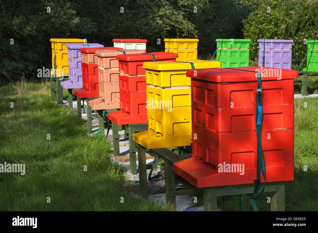 Colourful beehives Langstroth sizes arranged in L shape.  Beekeeping yard & National poly hive  Polystyrene Apiaries hives, Liverpool, Merseyside, UK Stock Photo