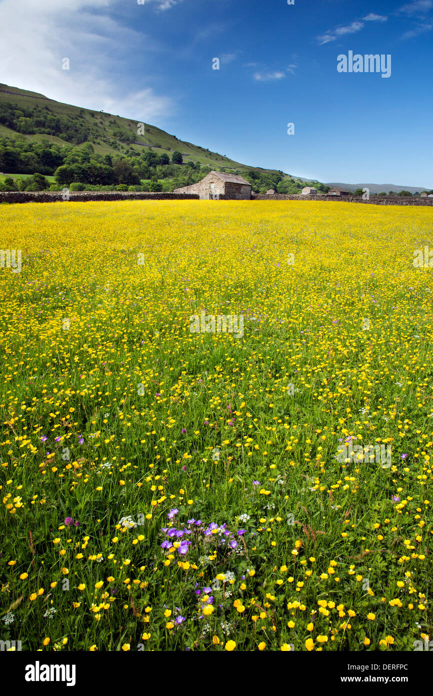 Wild flower meadow near Gunnerside, Yorkshire Dales National Park Stock Photo
