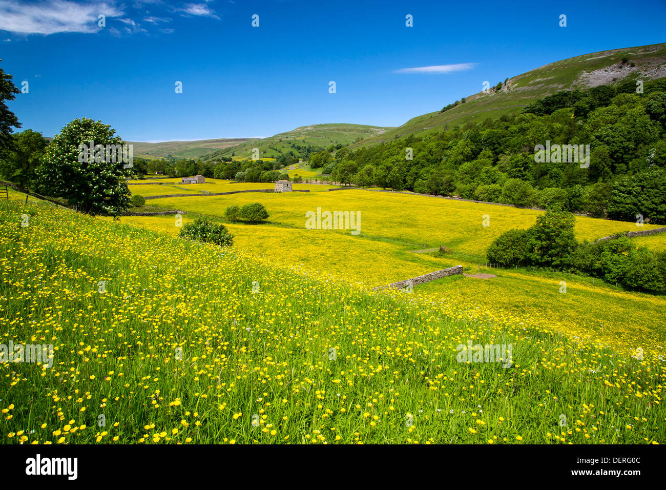 Wild flower meadow near Muker, Yorkshire Dales National Park Stock Photo
