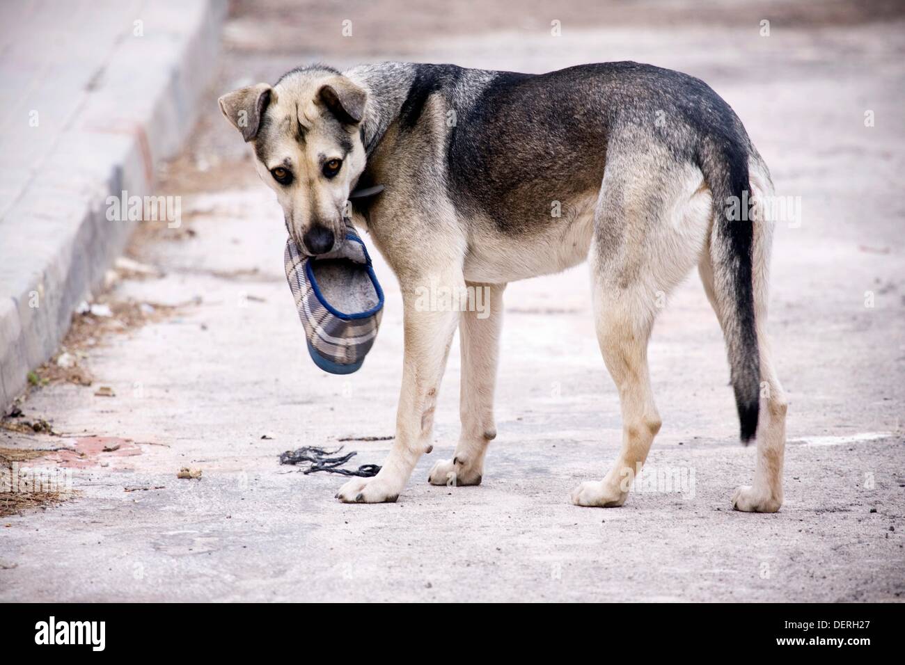 dog flip flop