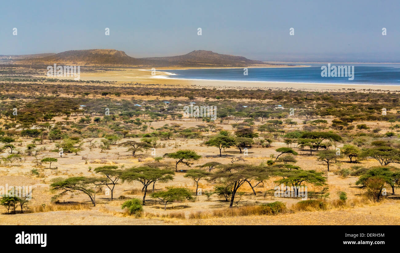 Acacia trees and sparse vegetation in the dry savannah grasslands in