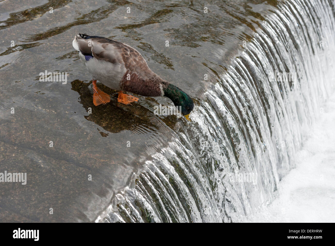 A mallard duck drinking water on the edge of a waterfall in a river. Stock Photo