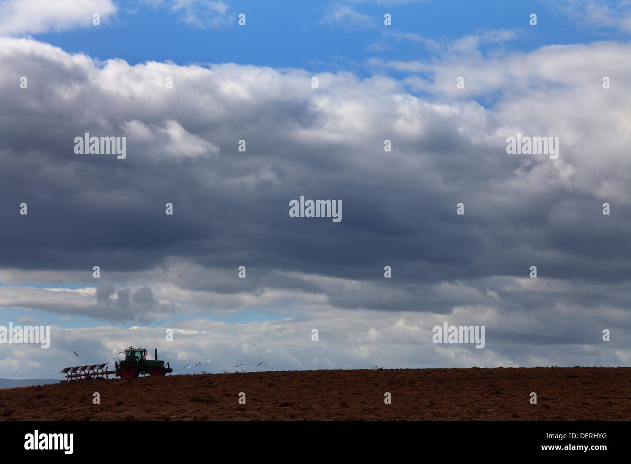 Tractor ploughing field with accompanying seagulls, Near Fenor, County Waterford, Ireland Stock Photo