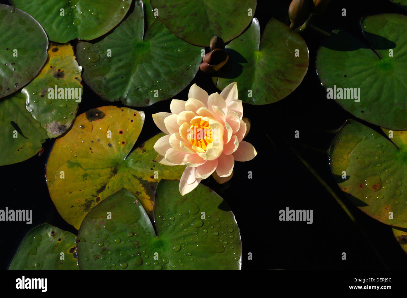 Birds Eye View Of Water Lily Nymphaea Serenely Afloat On The Surface Of A Pond Stock Photo Alamy Birds Eye View Of Water Lily Nymphaea Serenely Afloat On The Surface Of A Pond Stock Photo Alamy