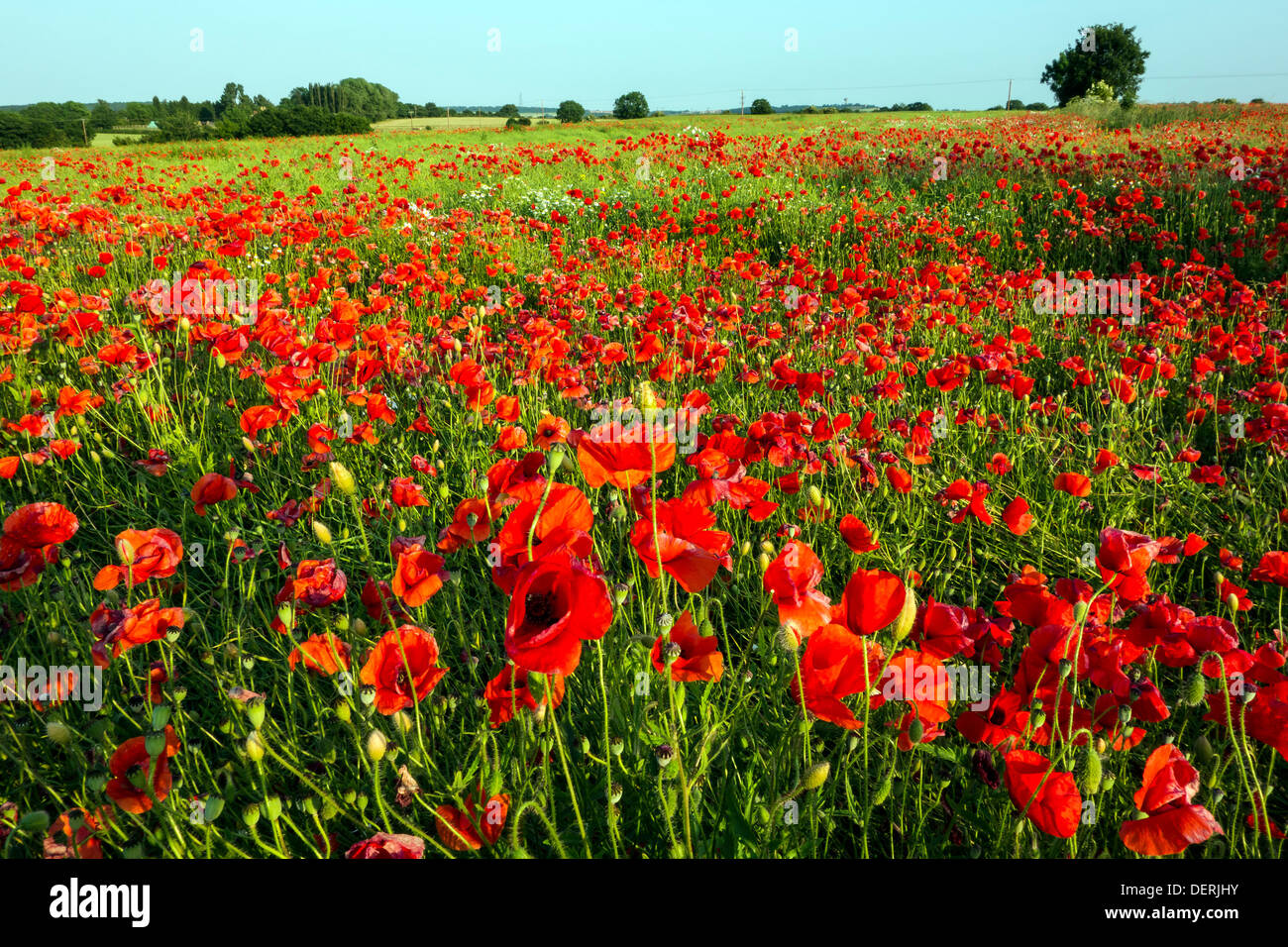 Poppy field near Pontefract, West Yorkshire Stock Photo