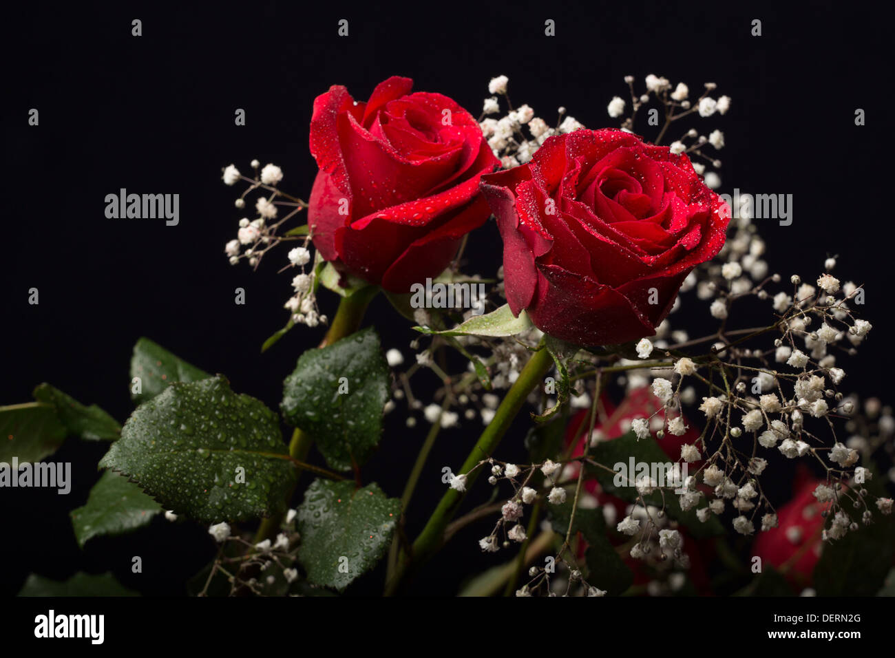 Red rose with babys breath hi-res stock photography and images - Alamy