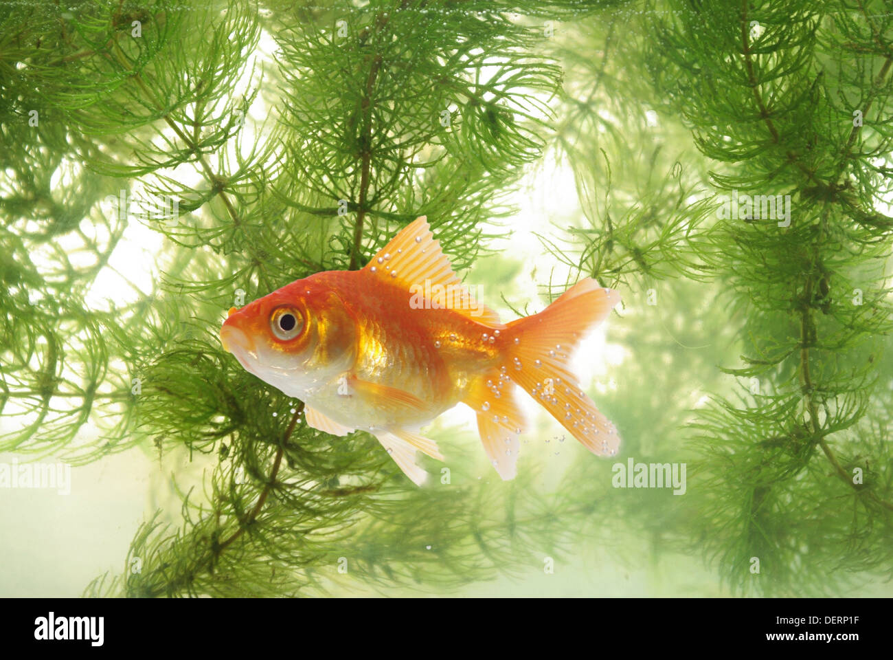 swimming between green plants fish Stock Photo