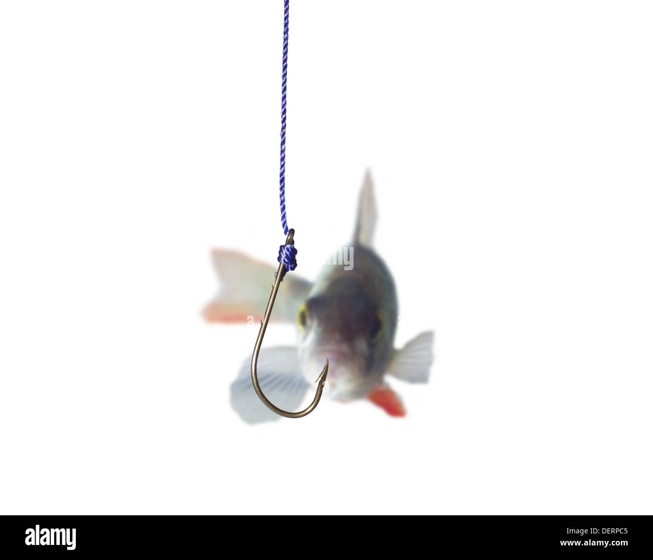 swimming up to empty metal hook perch Stock Photo