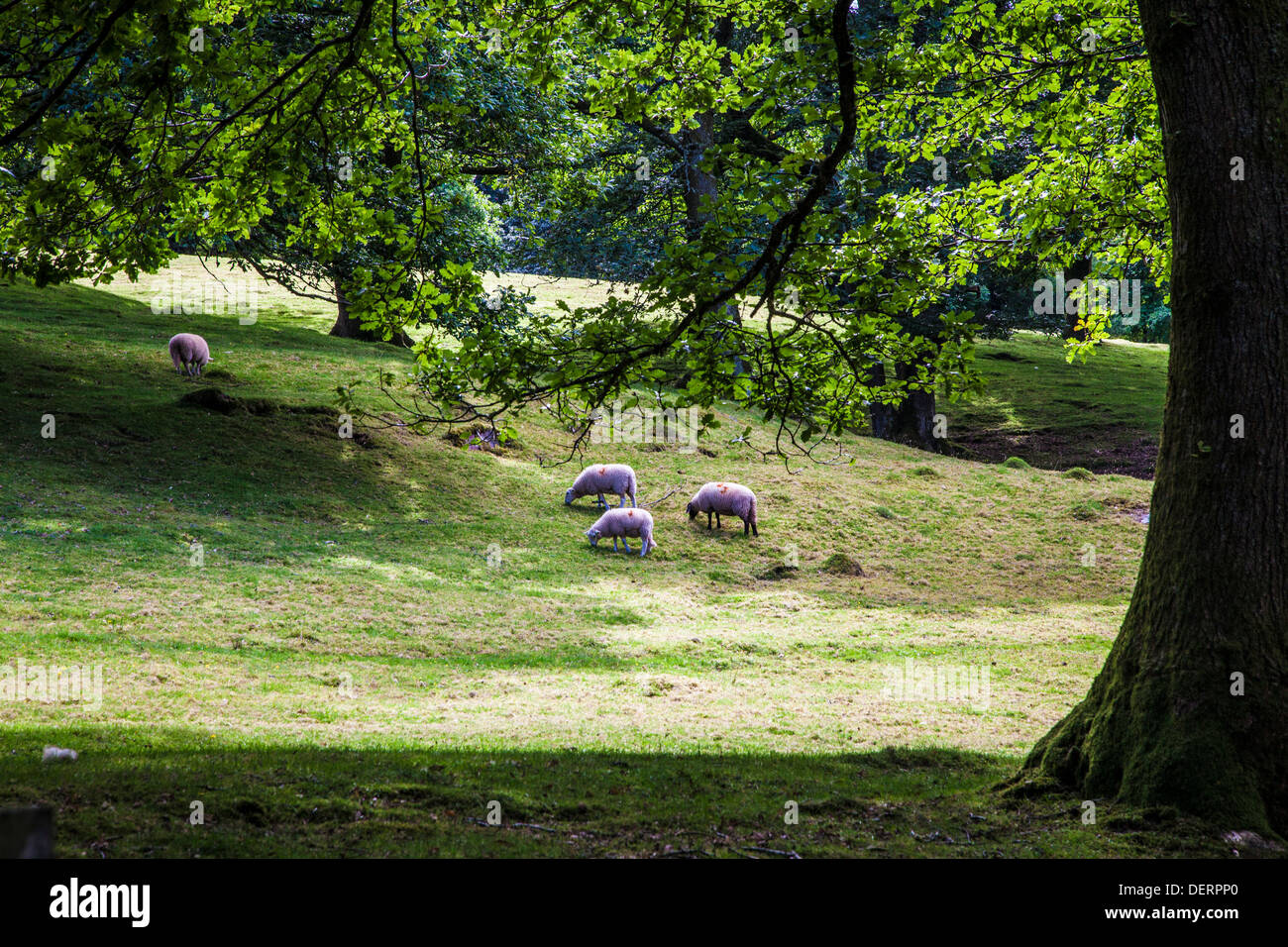 Welsh sheep grazing in a field in the Cwm Oergwm in the Brecon Beacons National Park. Stock Photo