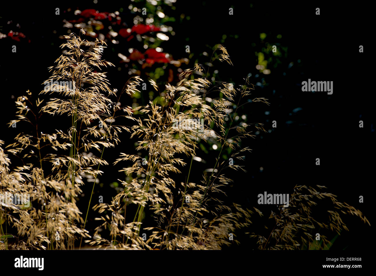Stipa Gigantea, with early morning, autumn sunlight shining through. Giant feather grass. Stock Photo