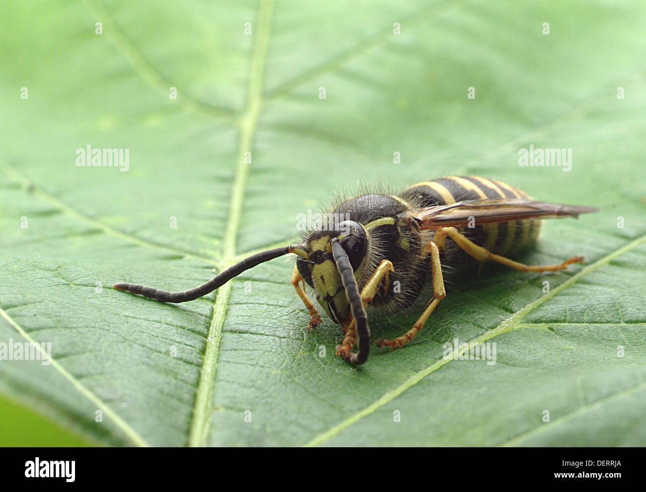 wasp on background of green leaf Stock Photo