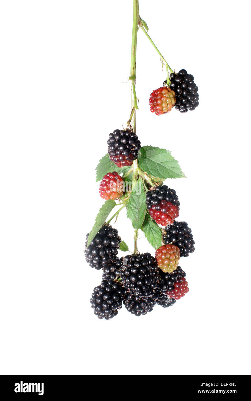 blackberry and leaf on white background Stock Photo