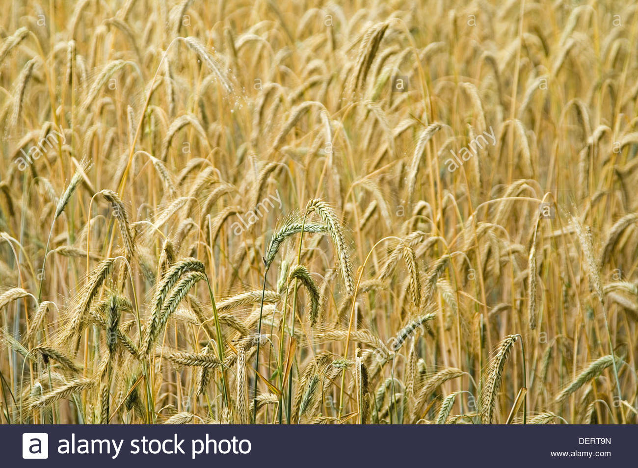 Ergot Rye High Resolution Stock Photography and Images Alamy