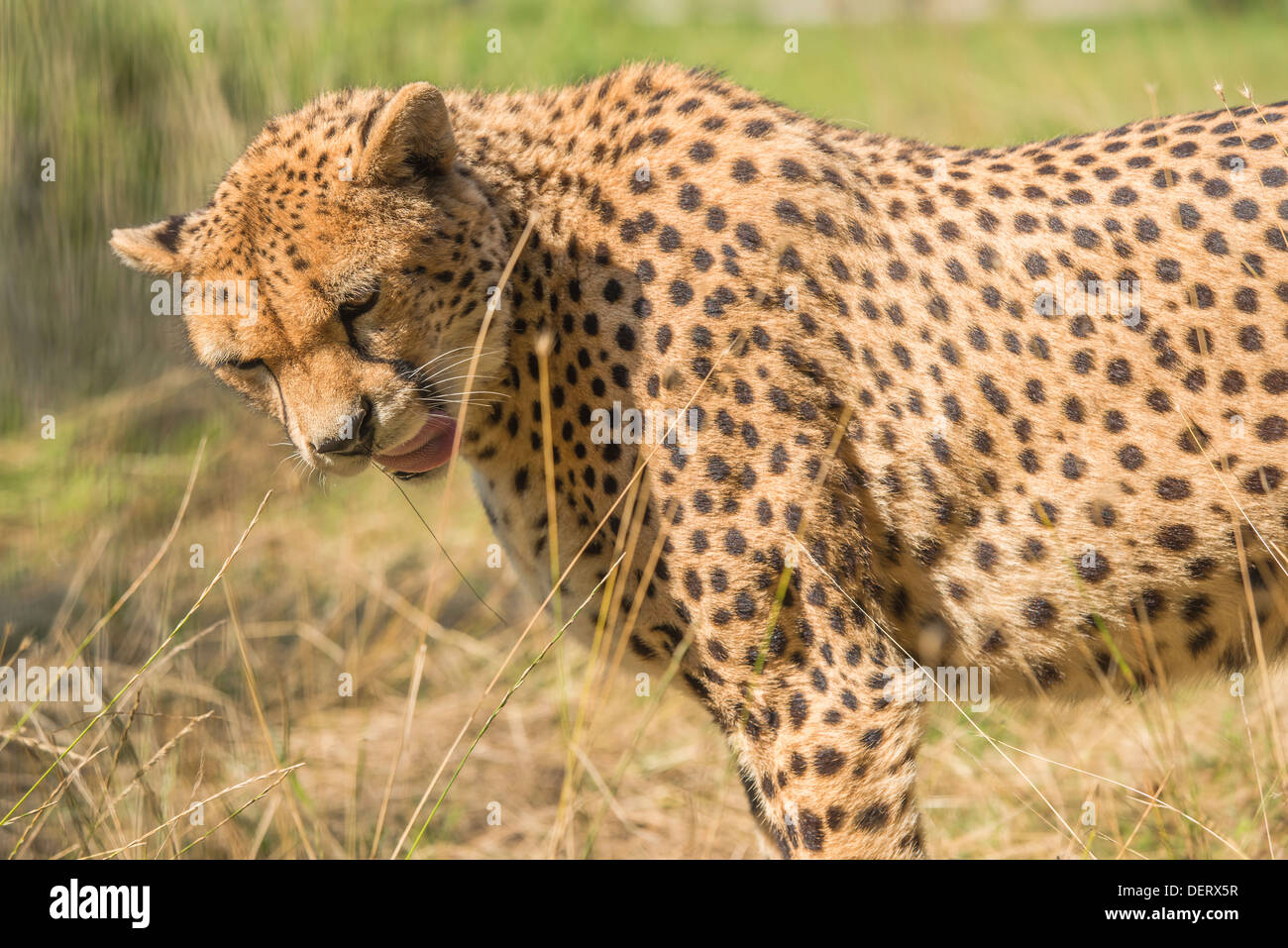 Cheetah (Acinonyx jubatus Stock Photo Alamy