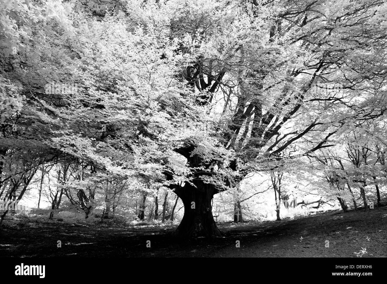Black & white infrared image on a tree Stock Photo