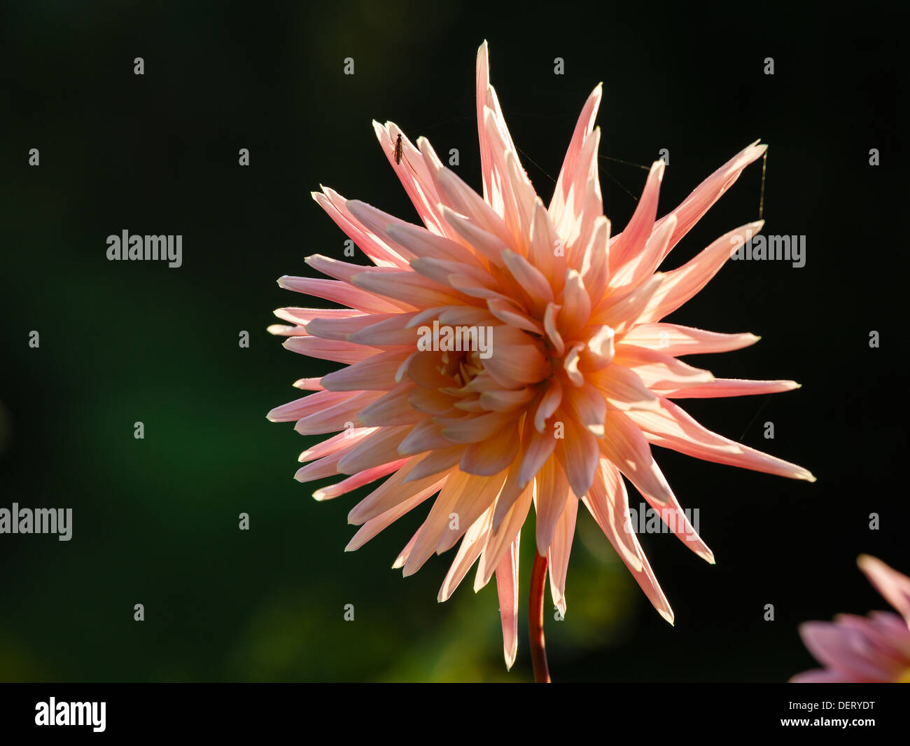 Dahlia Light High Resolution Stock Photography and Images - Alamy