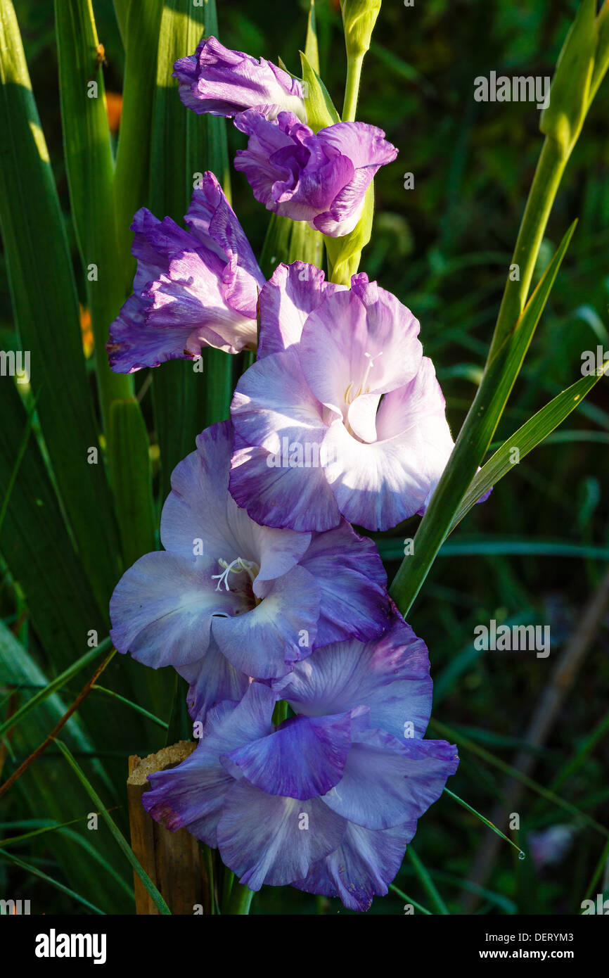 Blue gladiolus growing in a garden Stock Photo