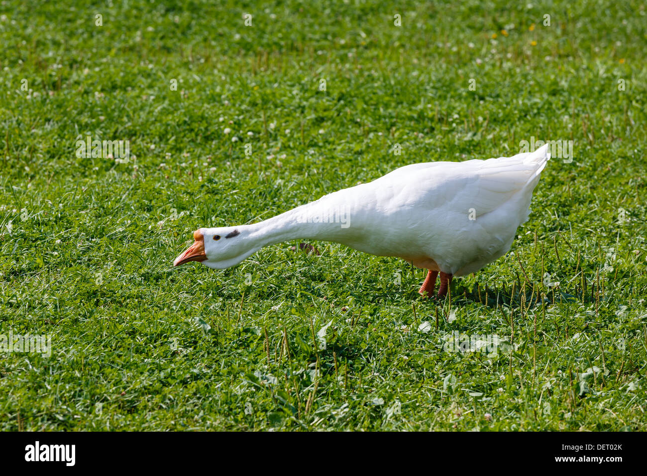 Angry goose on green grass background Stock Photo