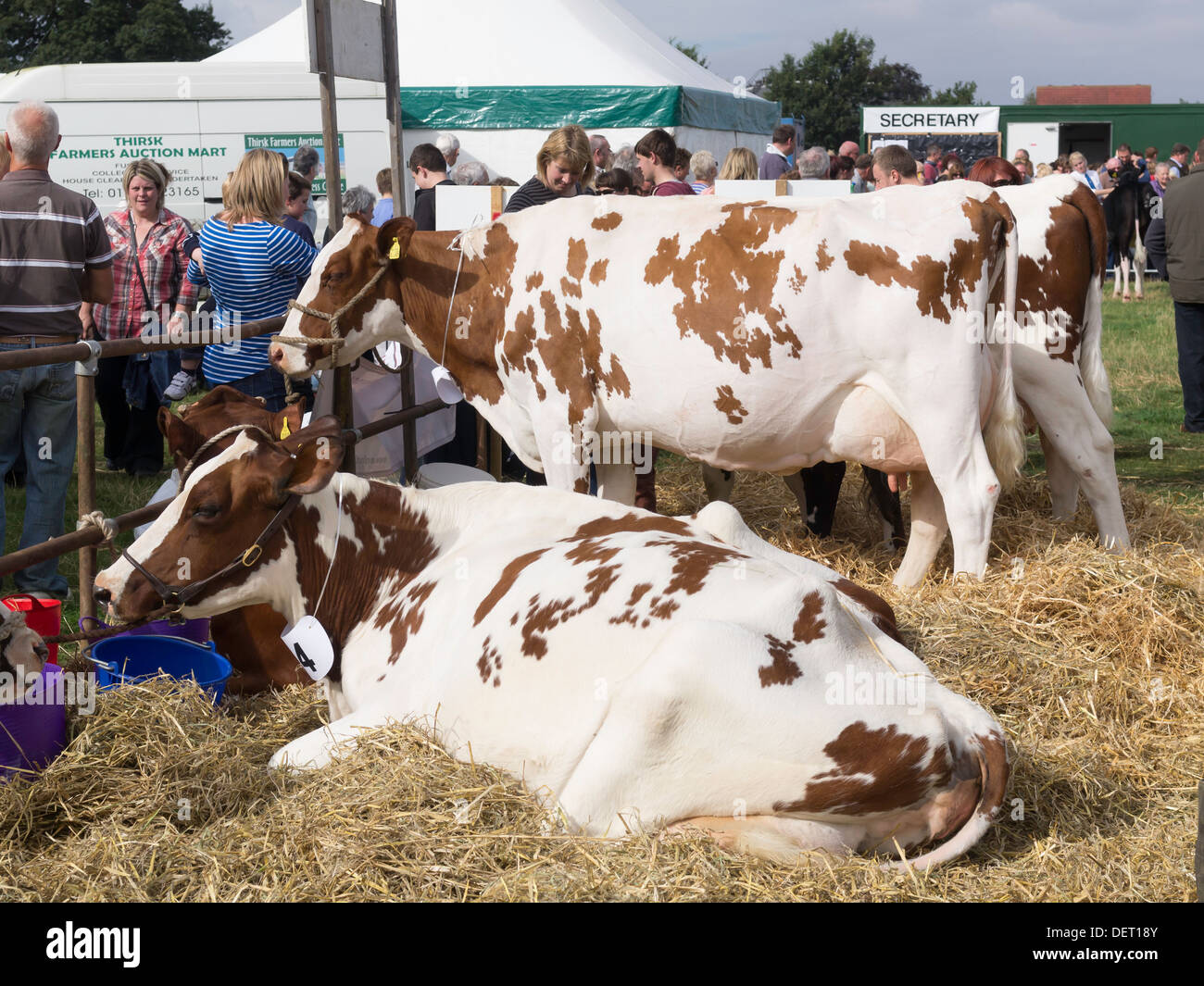 Ayrshire dairy cows on display at the Stokesley Agricultural Show 2013