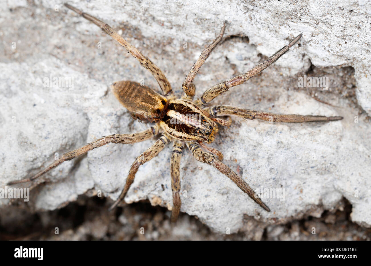 closeup of a Spider macro wildlife background Stock Photo - Alamy