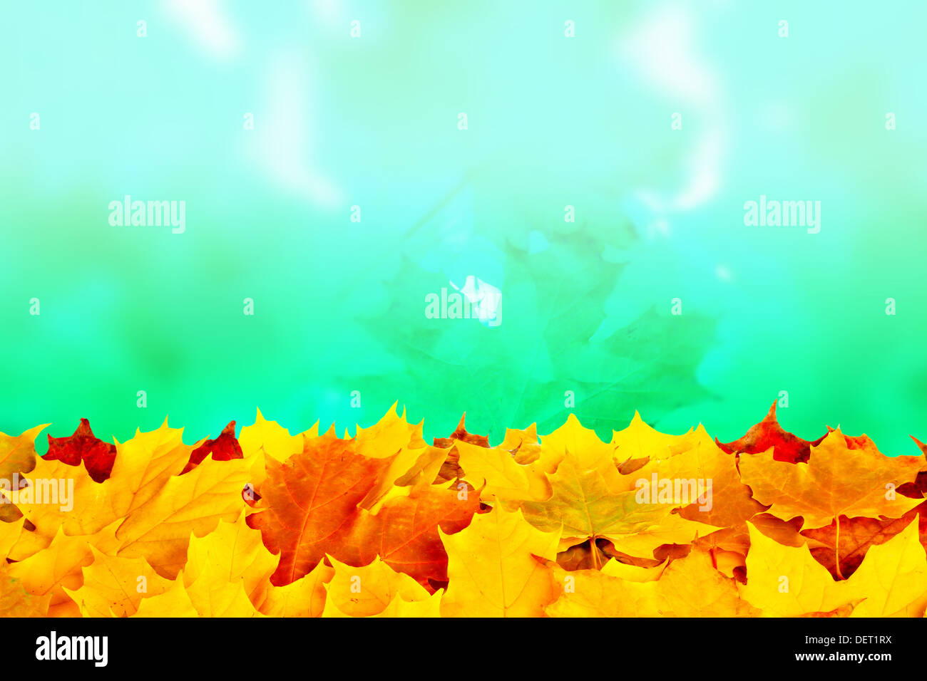 Beautiful autumn background with maple leaves Stock Photo - Alamy