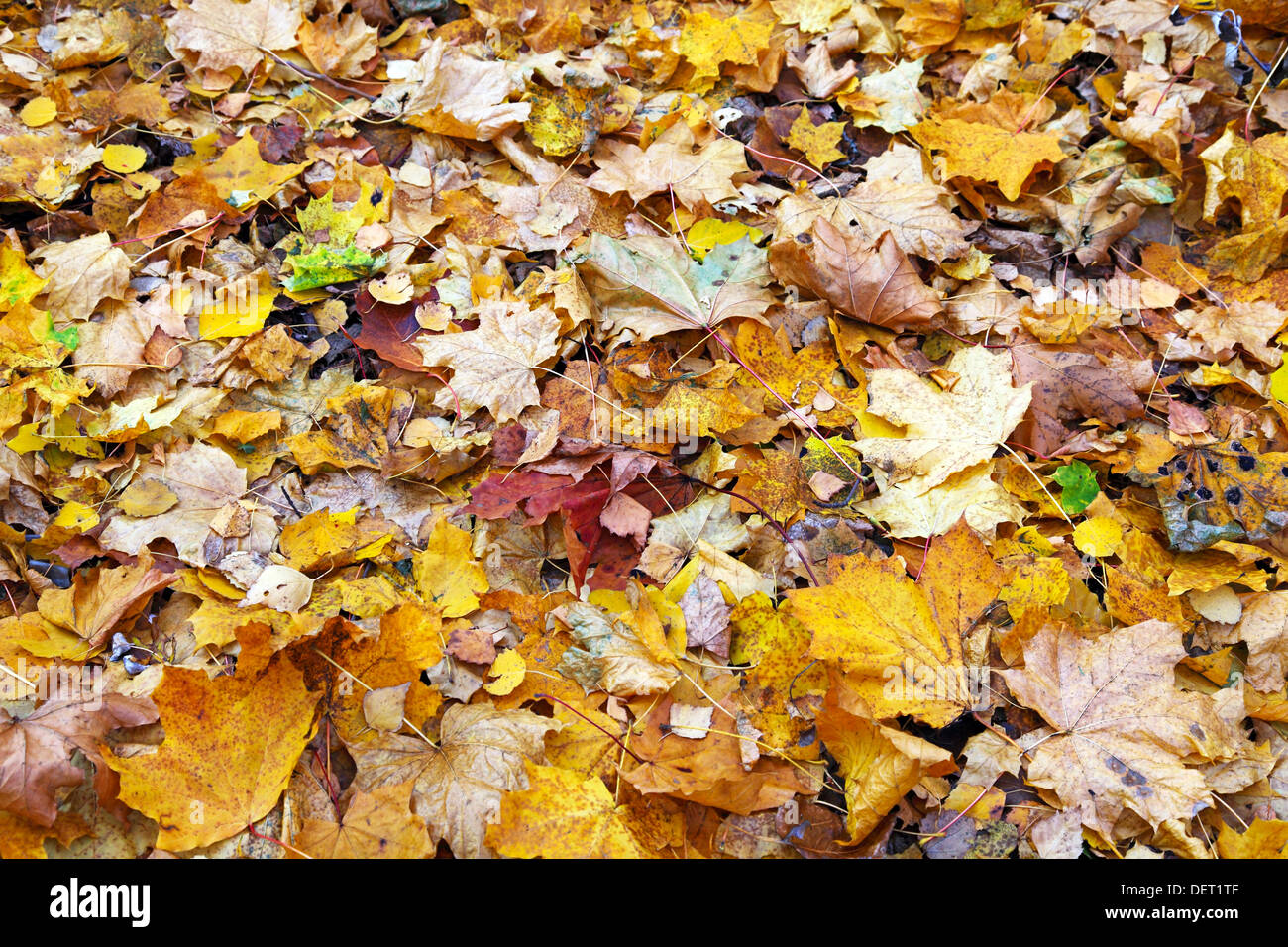 Maple leaves green decoration hi-res stock photography and images - Alamy