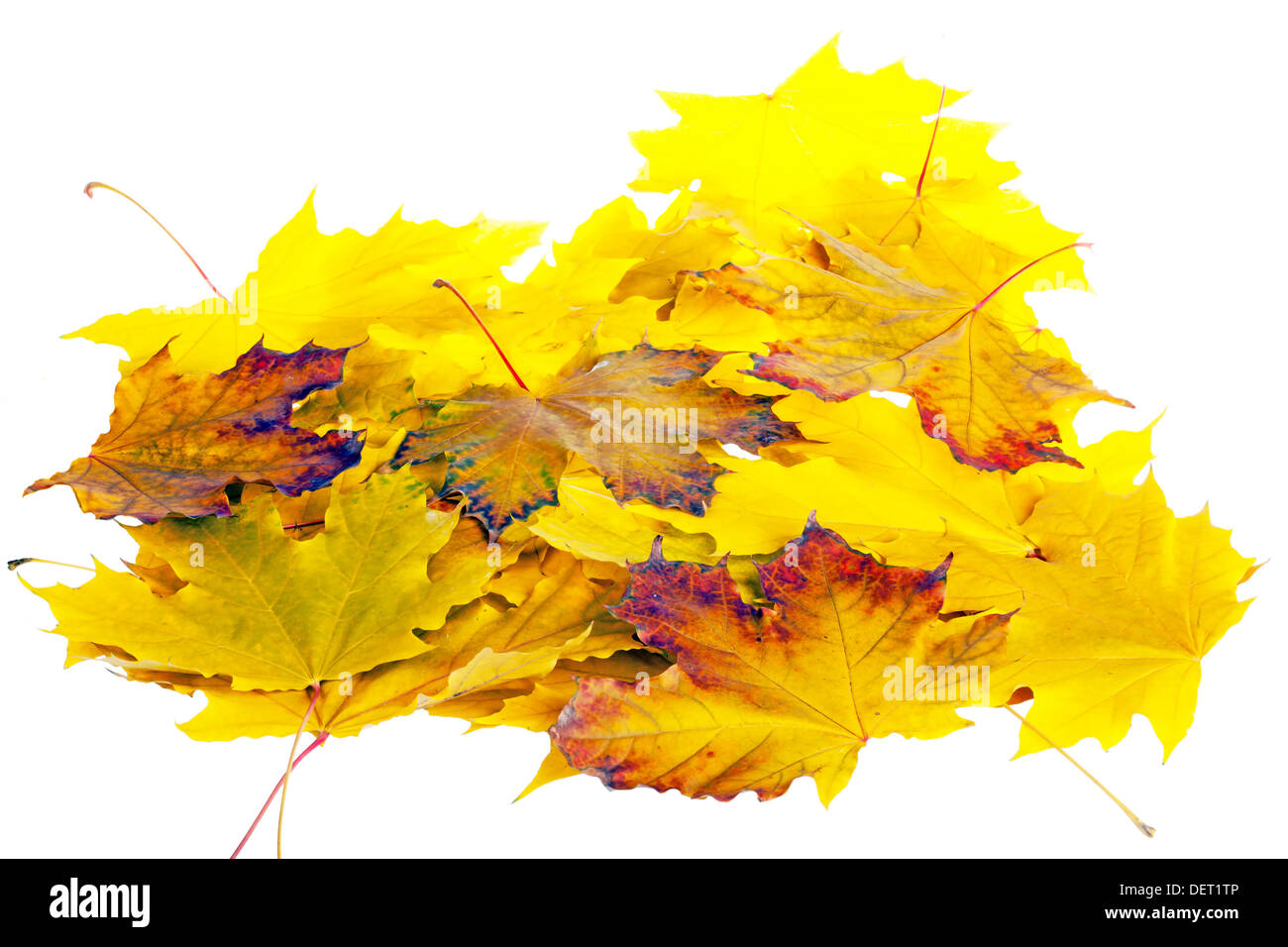 Heap of autumn leaves isolated on white background Stock Photo