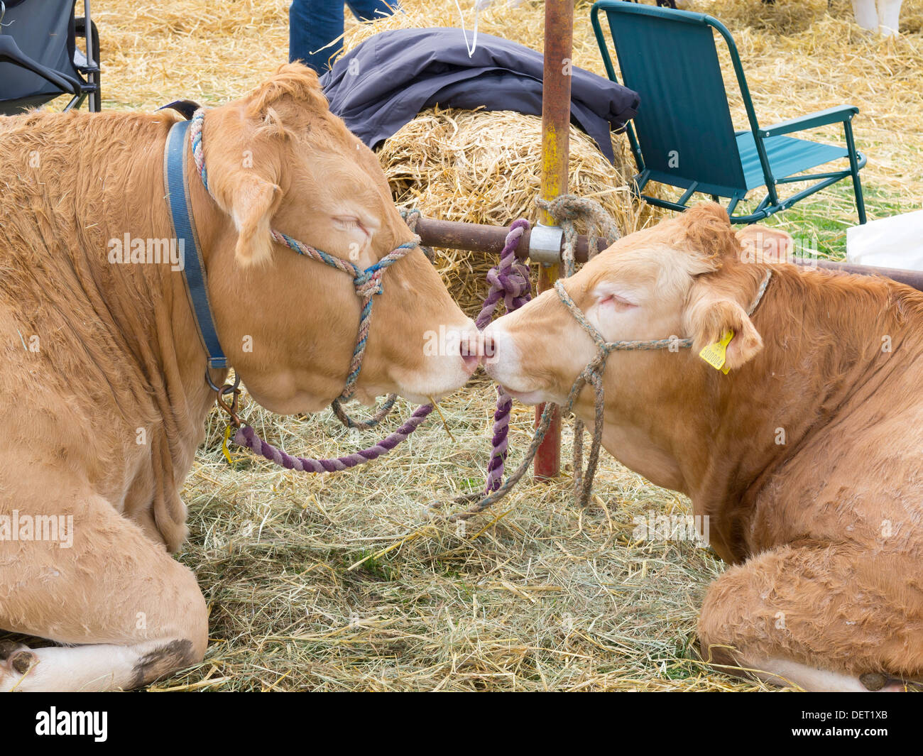 British Blond cow and calf at the Stokesley Agricultural Show 2013 Stock Photo