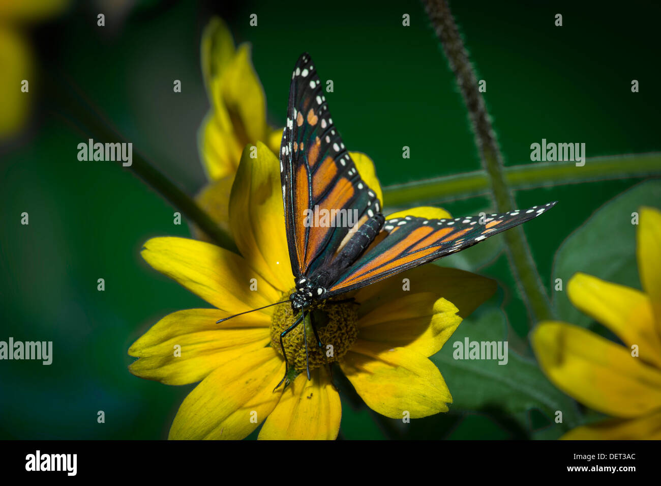 Monarch Butterfly Stock Photo