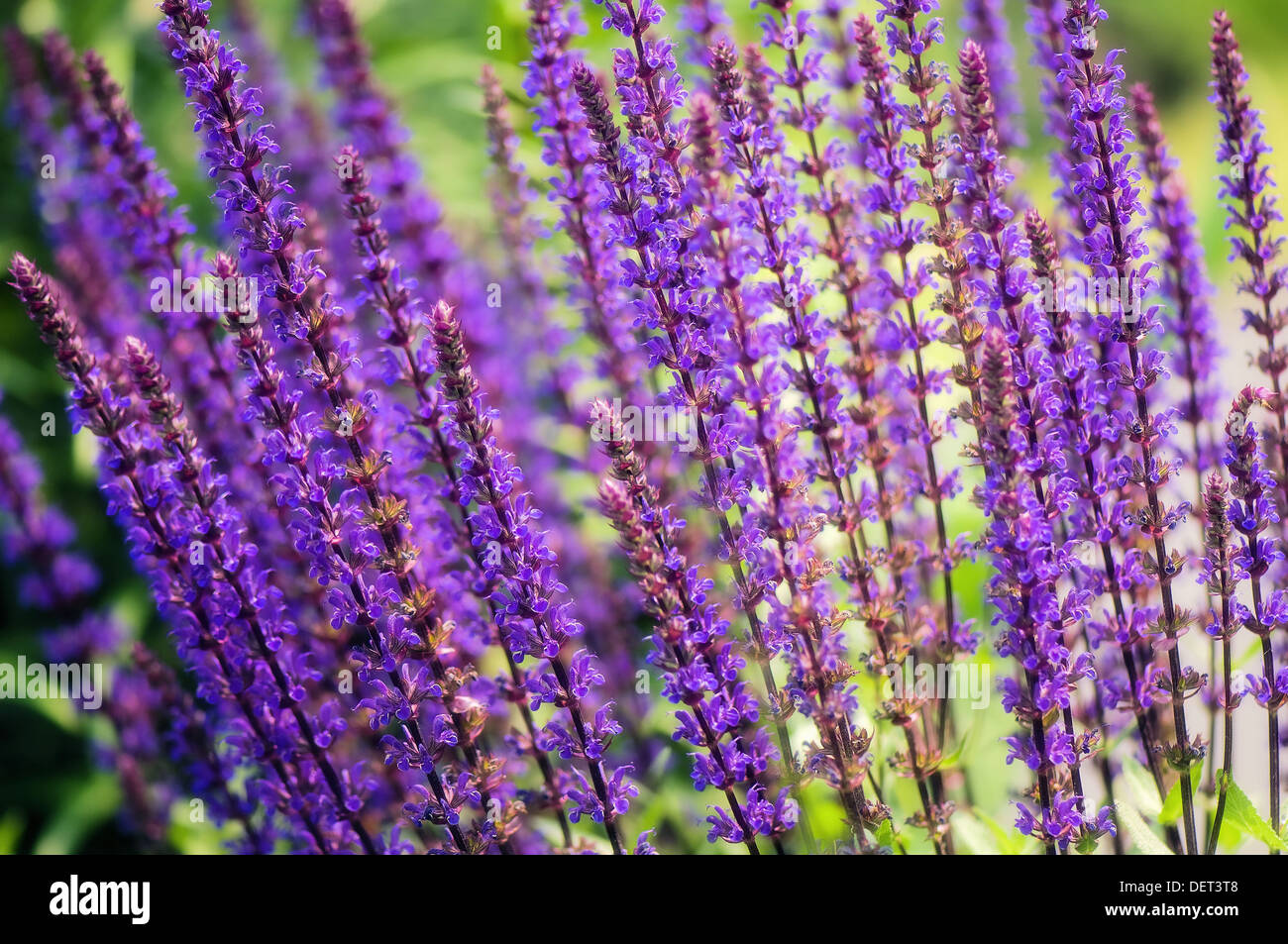 Salvia may night hi-res stock photography and images - Alamy