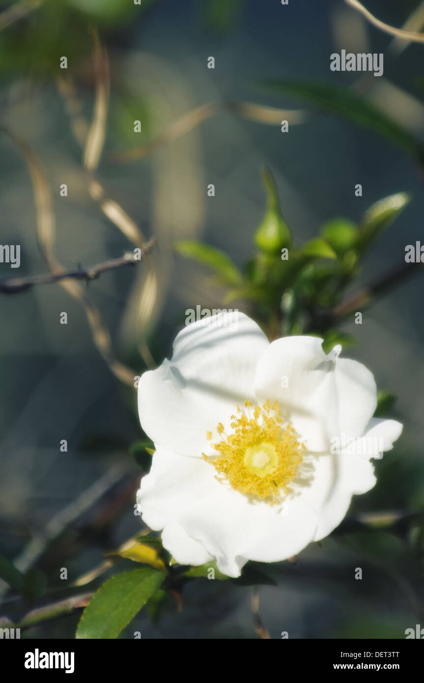 Single White Rose Flower. Rosa alba semiplena. March 2008. South