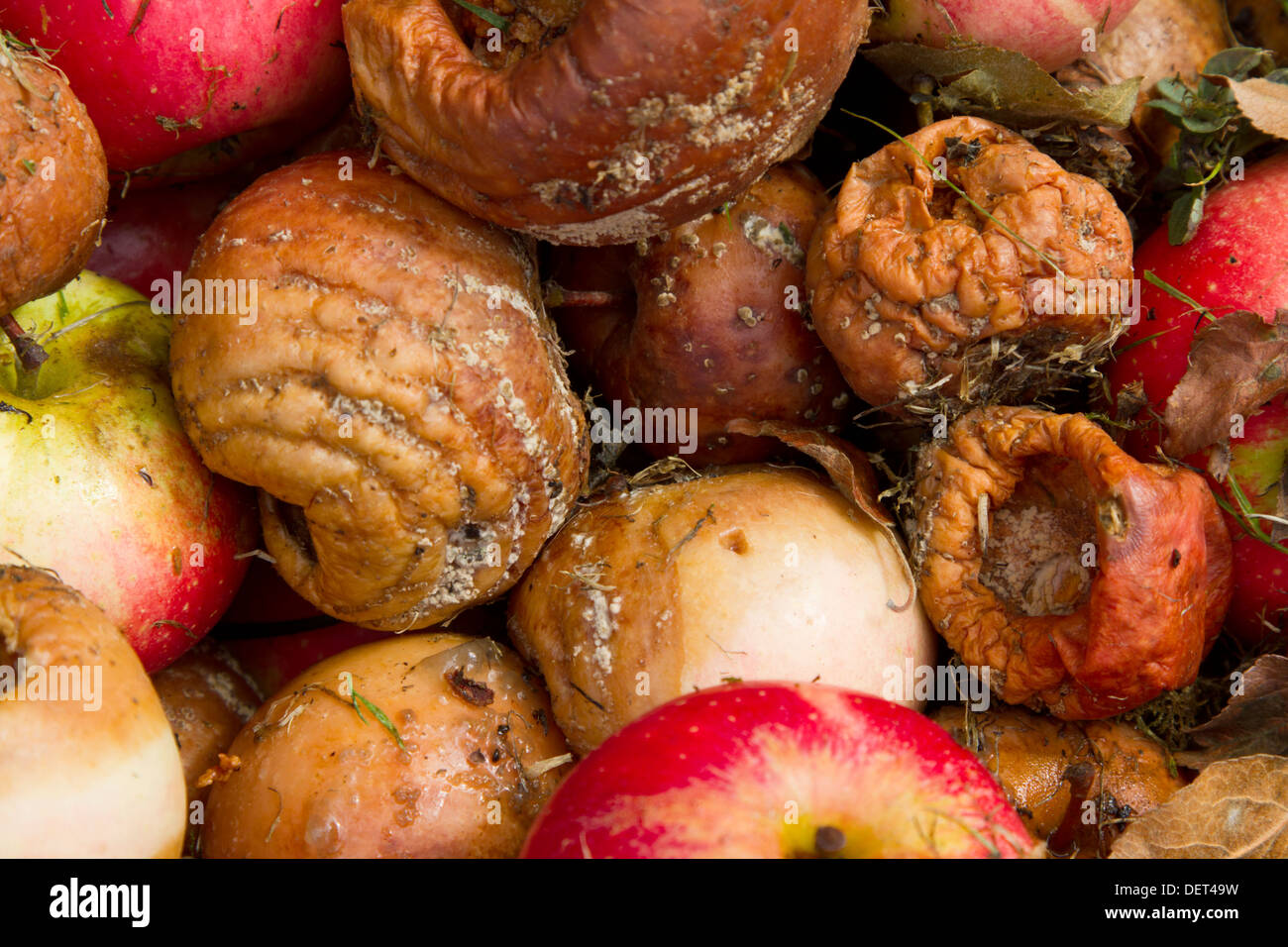 A number of windfall discovery apples Stock Photo