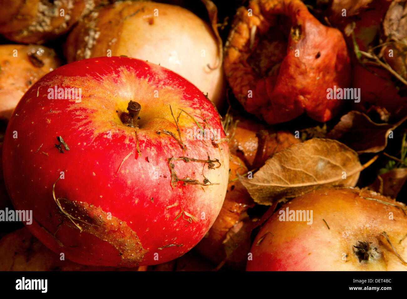 A number of windfall discovery apples Stock Photo