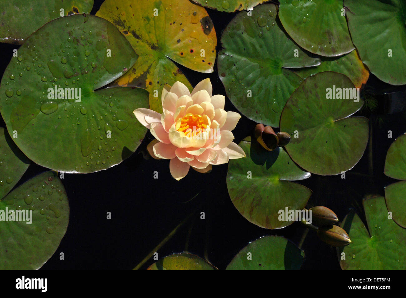 Birds Eye View Of Water Lily Nymphaea Serenely Afloat On The Surface Of A Pond Stock Photo Alamy Birds Eye View Of Water Lily Nymphaea Serenely Afloat On The Surface Of A Pond Stock Photo Alamy