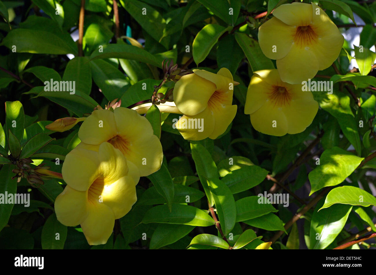 Lemony yellow trumpet vine (Macfadyena unguis-cati Stock Photo