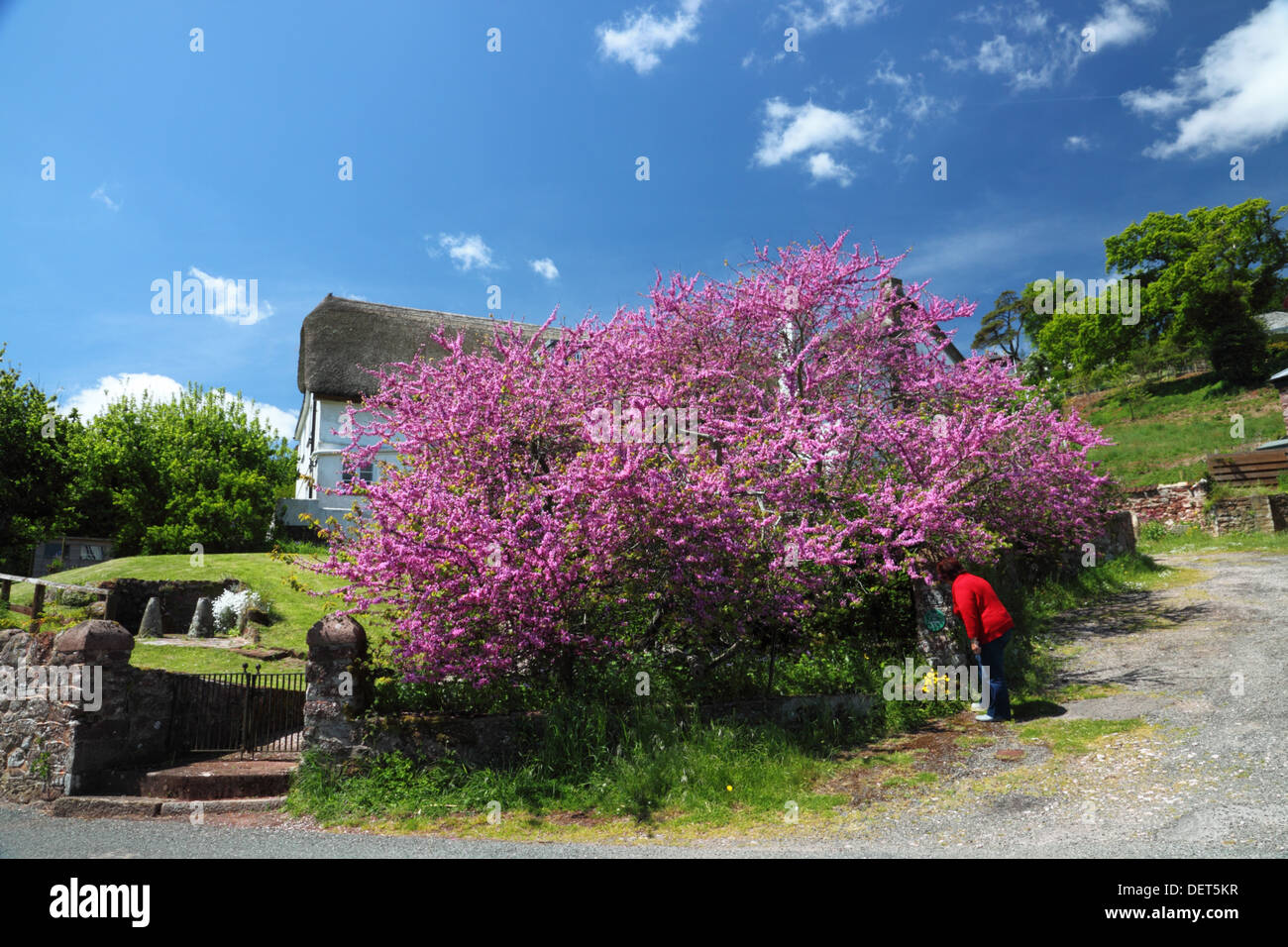 Judas Tree (Circis siliquastrum) in bloom at Maidencombe, Torquay. Stock Photo