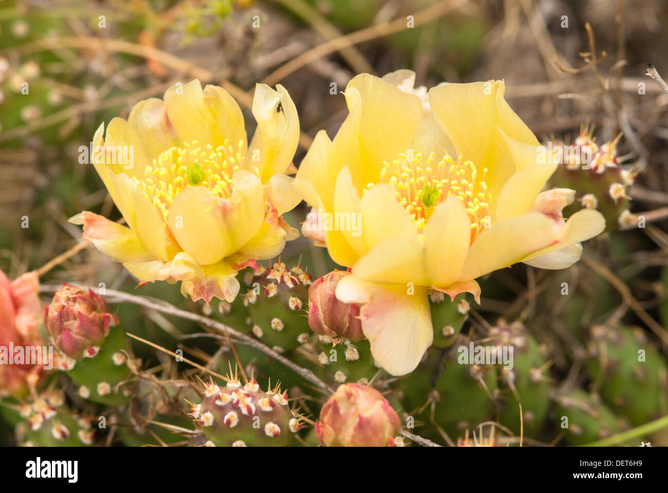 Prickly pear cacti flowers (Opuntia fragilis) blooming in north central