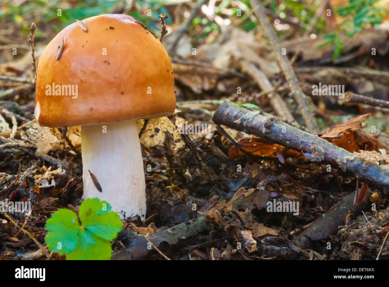 russula-laurocerasi-hi-res-stock-photography-and-images-alamy
