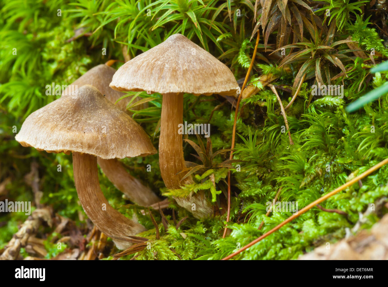 A trio of Mycena galericulata mushrooms growing on a mossy log, Algonquin Provincial Park, Ontario Stock Photo