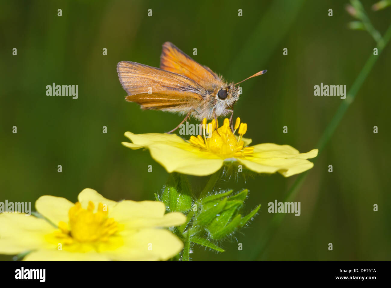 European skipper butterfly (Thymelicus lineola) perched to feed on sulfur cinquefoil Charleston Lake Provincial Park, Ontario Stock Photo