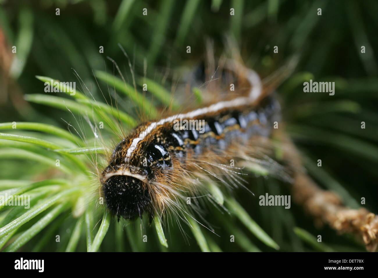 download white wooly caterpillar