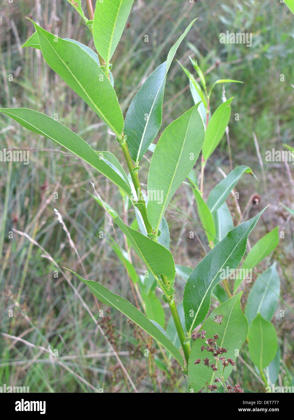 Salix alba ( White Willow ) Branch in Summer, UK Stock Photo