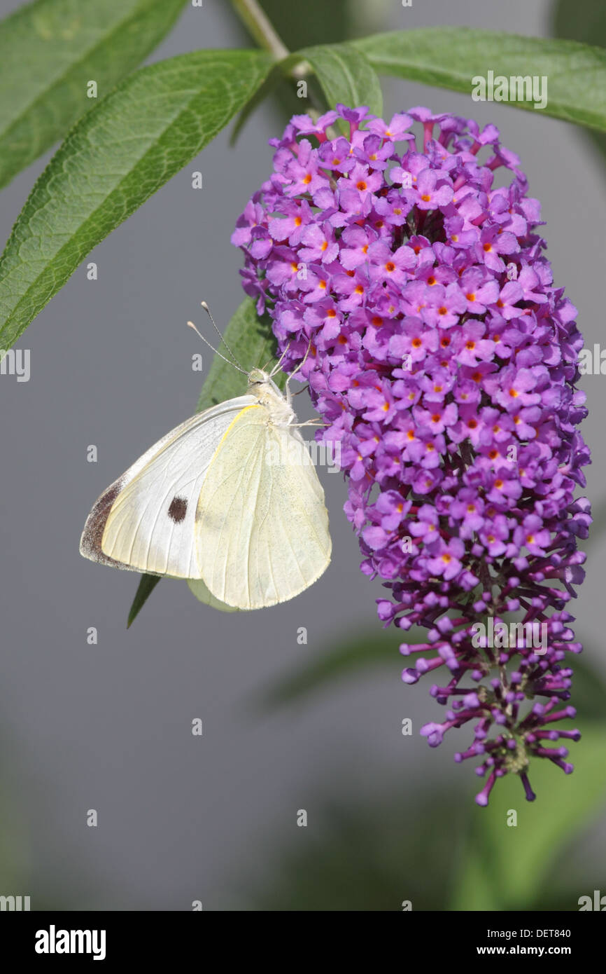 Large White (Pieris brassicae) sitting on the blossom of a butterfly bush. Stock Photo
