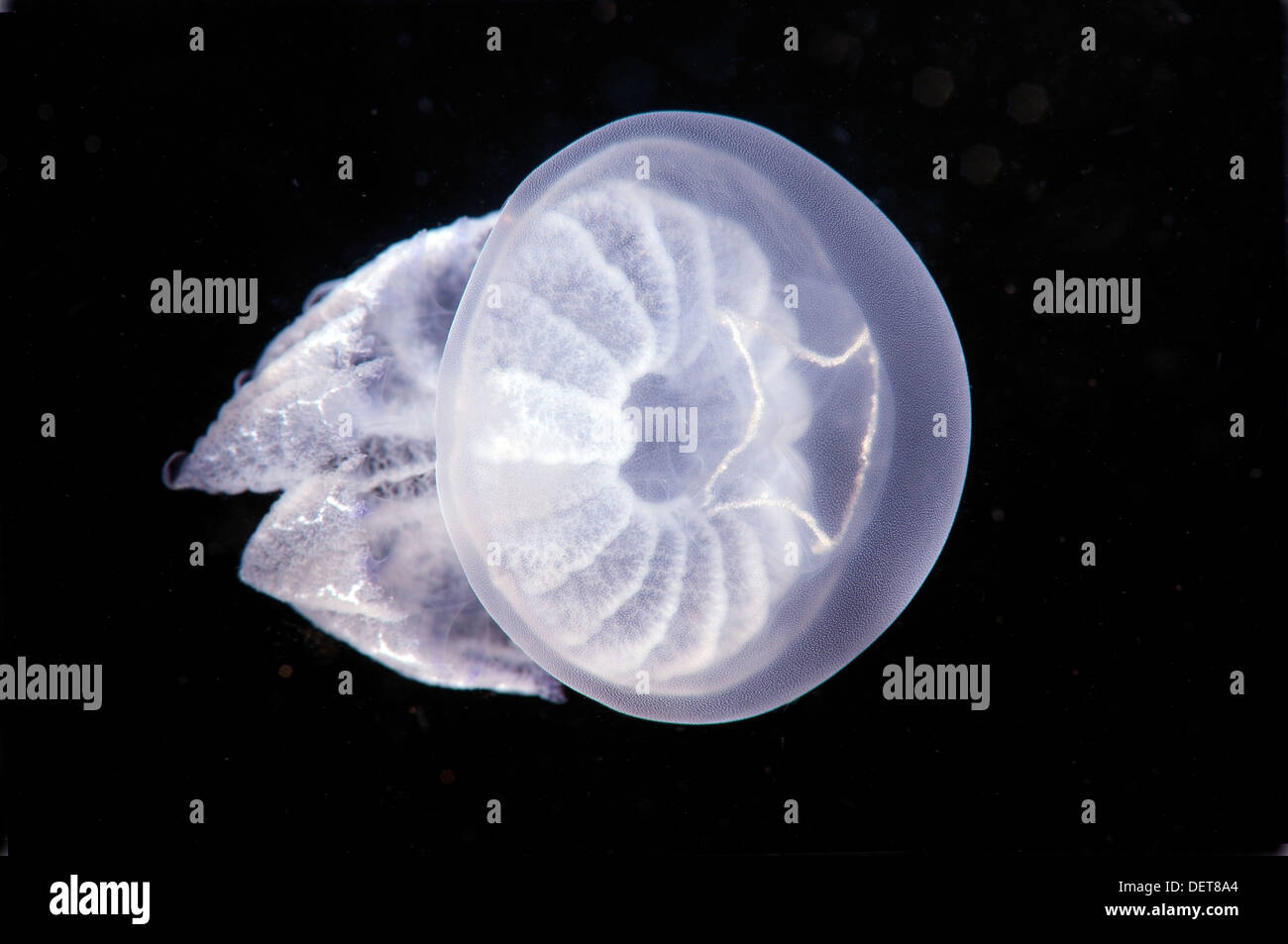 barrel jellyfish or dustbin-lid jellyfish (Rhizostoma pulmo), Black Sea, Crimea, Ukraine Stock Photo