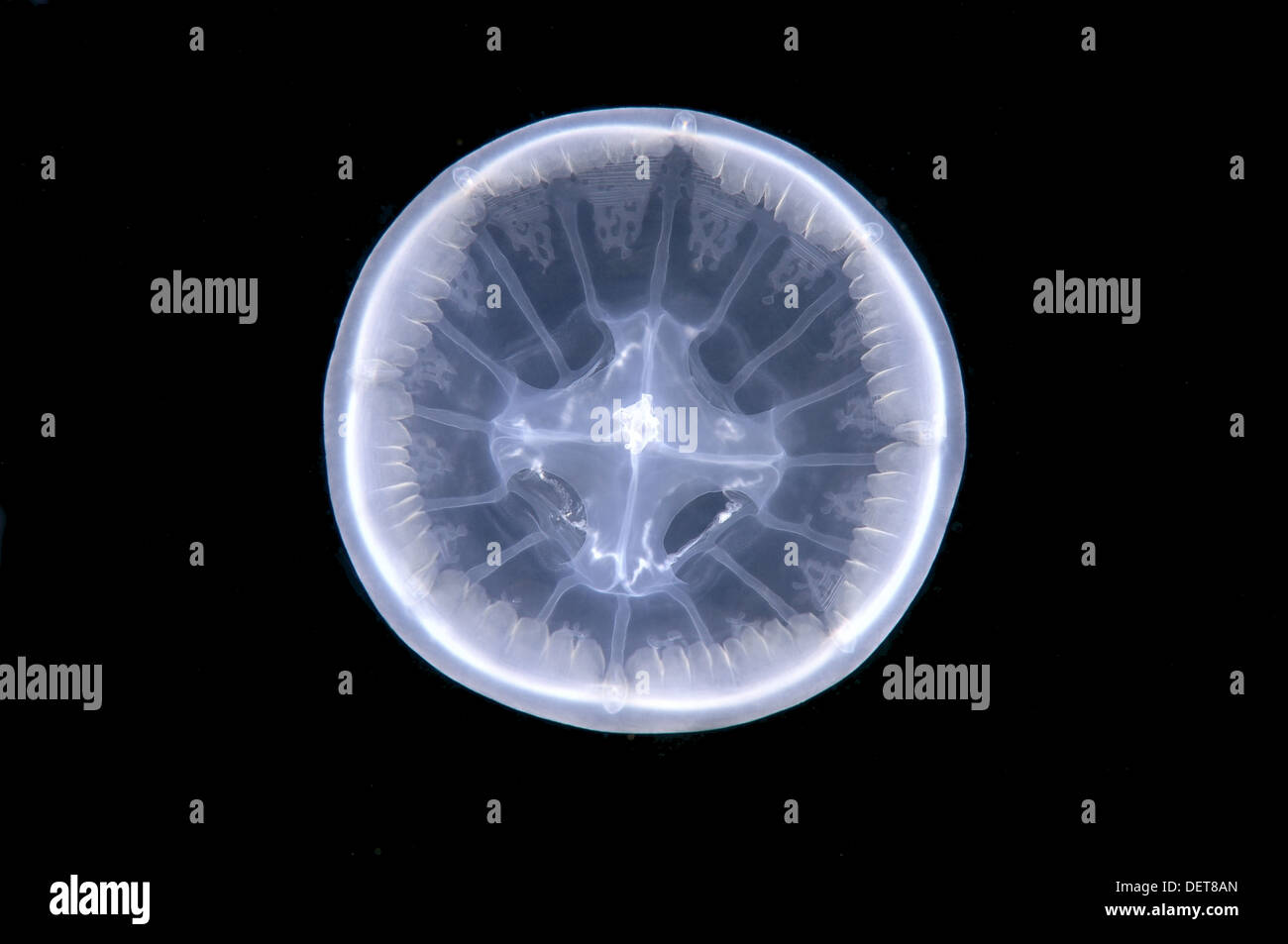 Jellyfish (Medusozoa sp.) unknown to science, Black Sea, Crimea, Ukraine, Eastern Europe Stock Photo