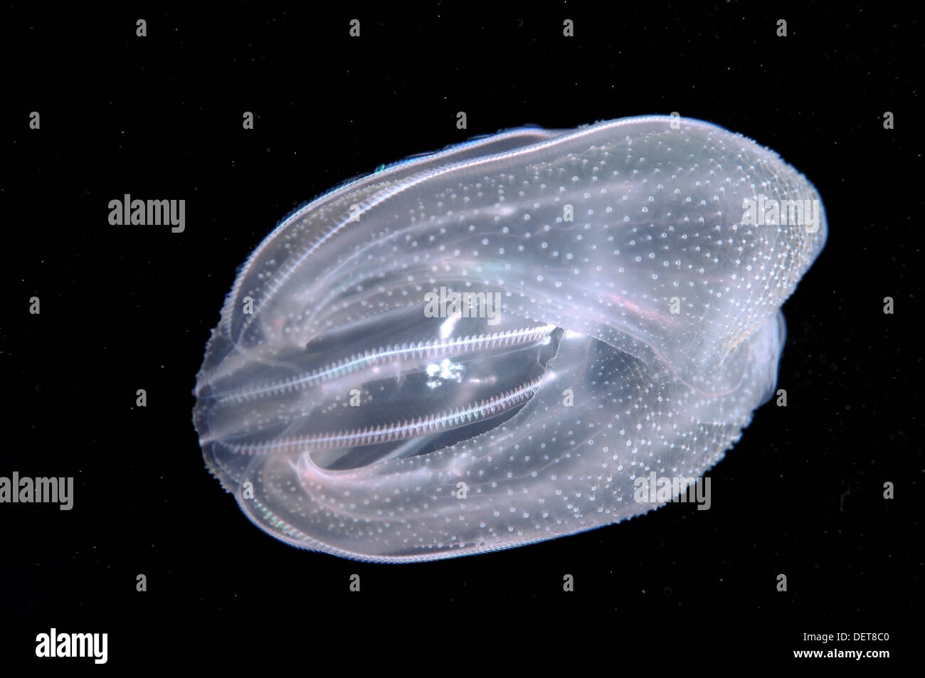 Sea Walnut, American comb jelly, Warty comb jelly or Leidy's comb jelly