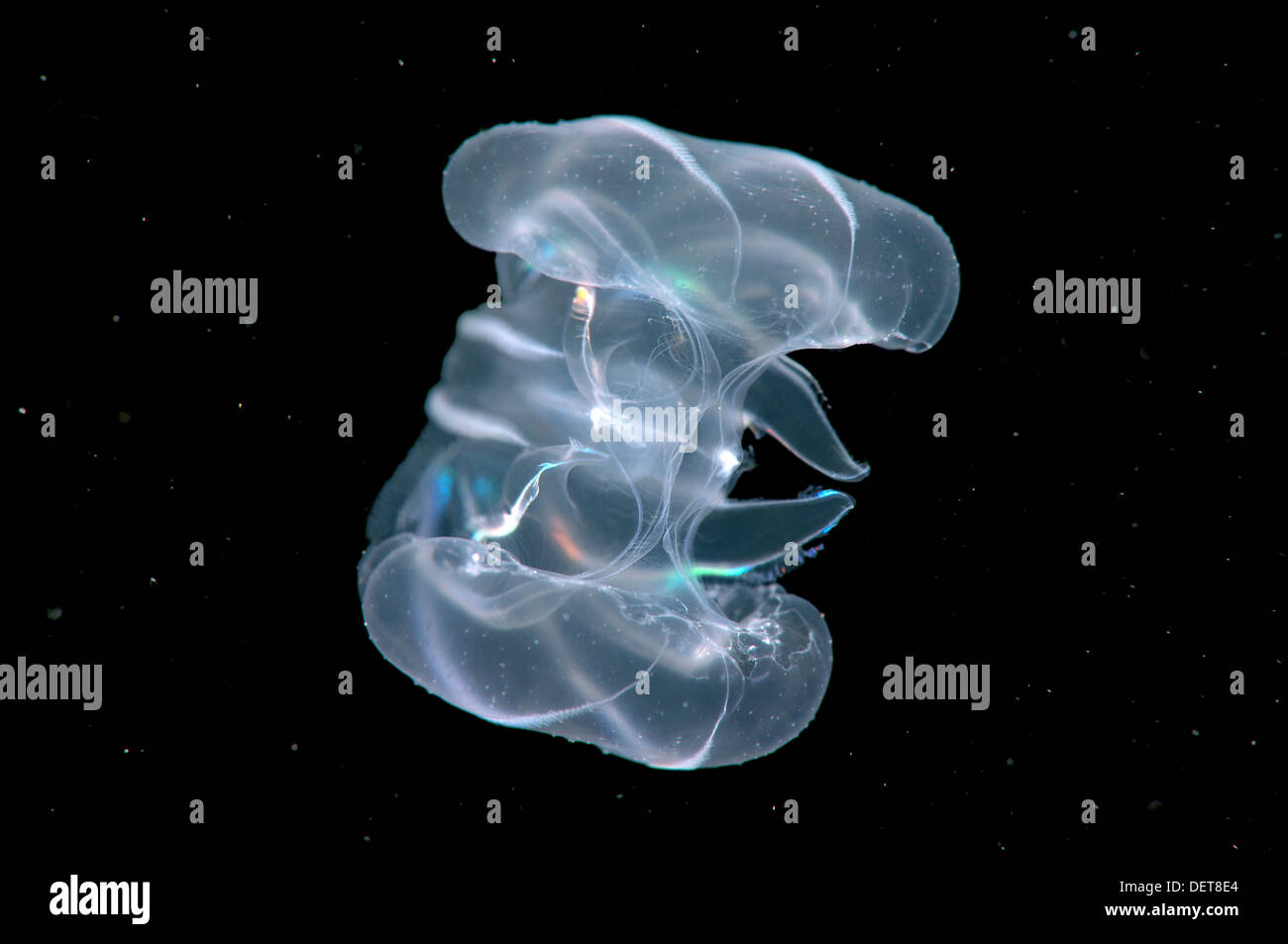 Sea Walnut, American comb jelly, Warty comb jelly or Leidy's comb jelly