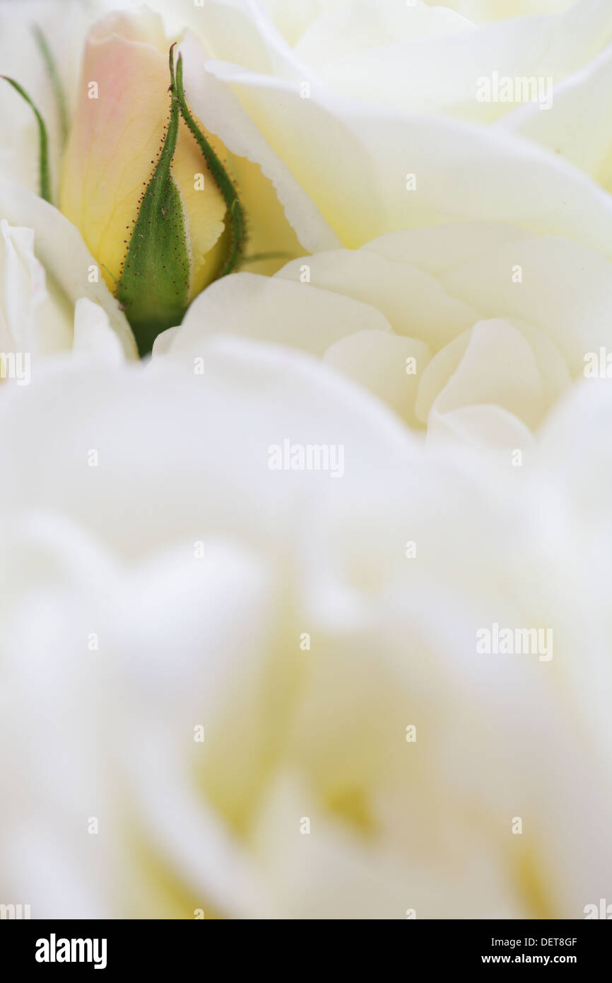Single rose bud emerges though a sea white roses. All the roses were on one stem many metaphors could be gained from this image. Stock Photo